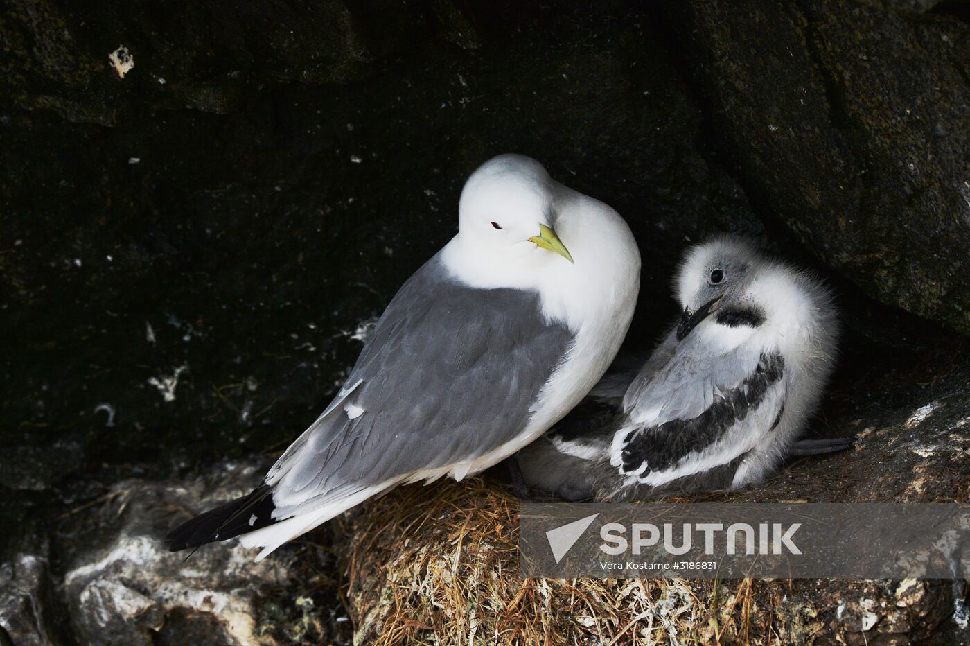Nature of Chukotka