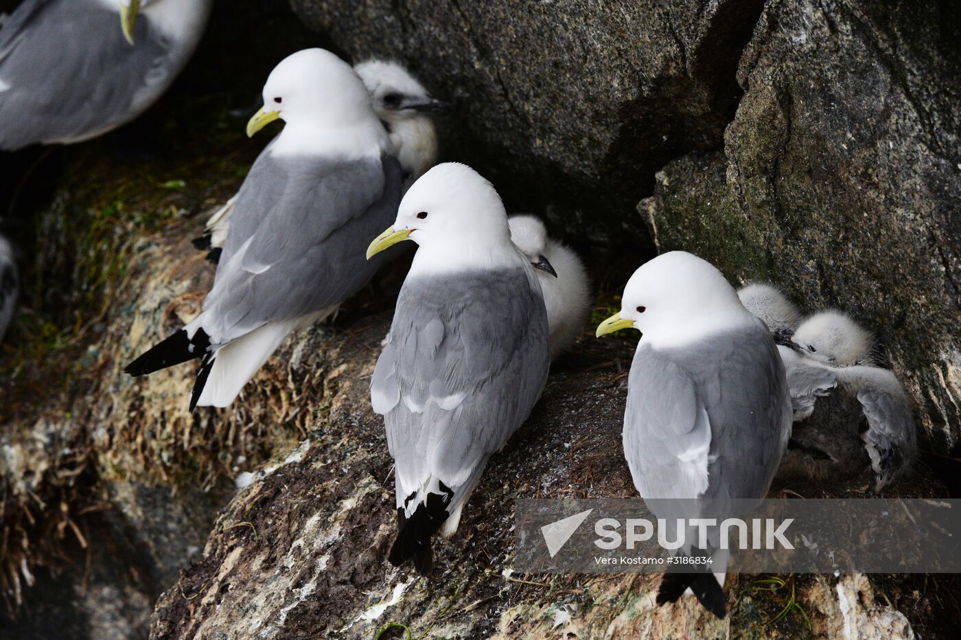Nature of Chukotka