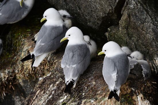Nature of Chukotka
