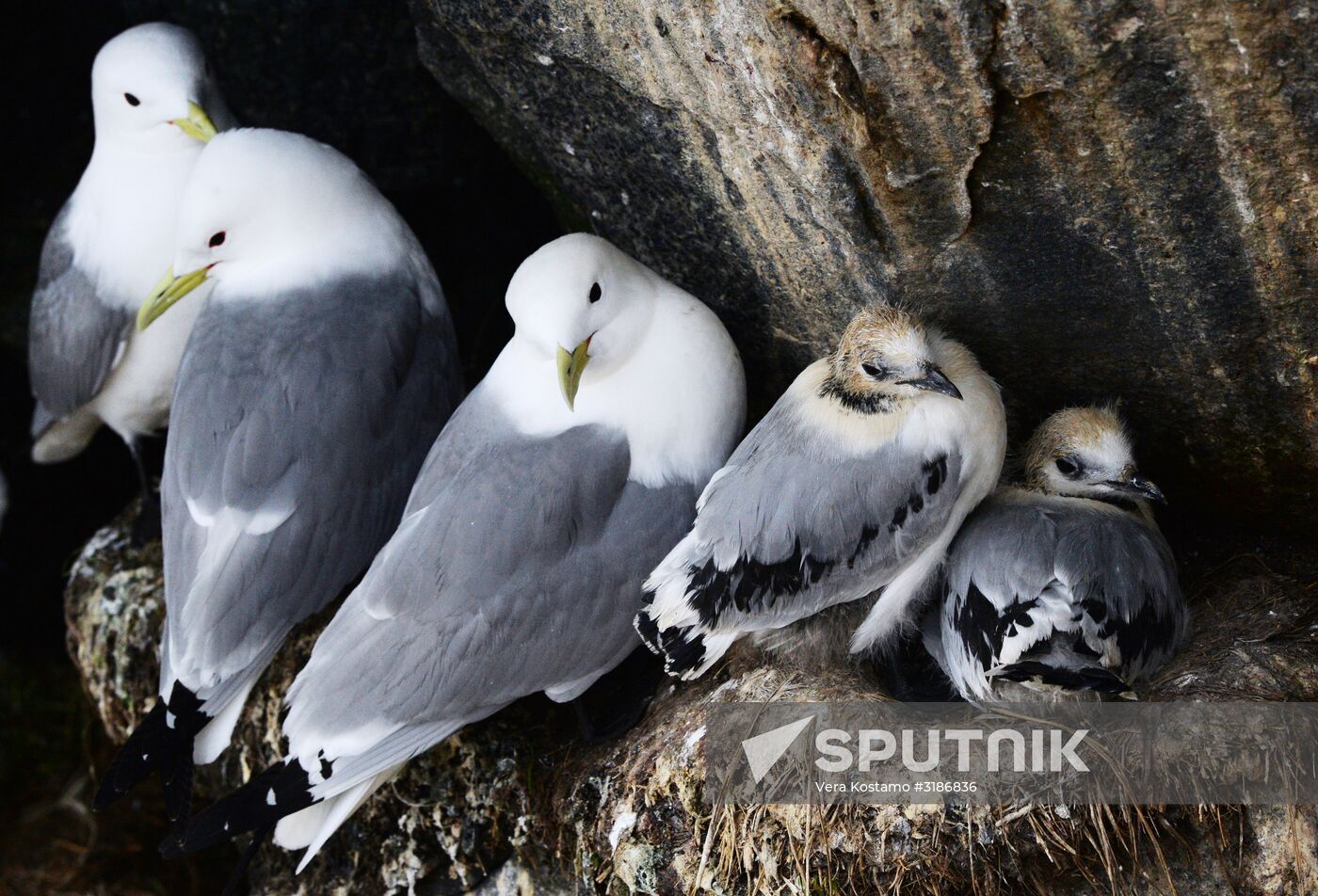 Nature of Chukotka