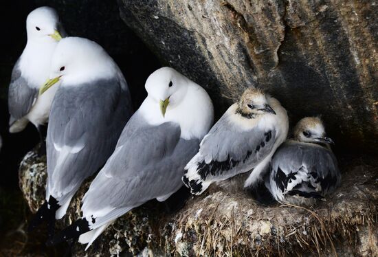 Nature of Chukotka