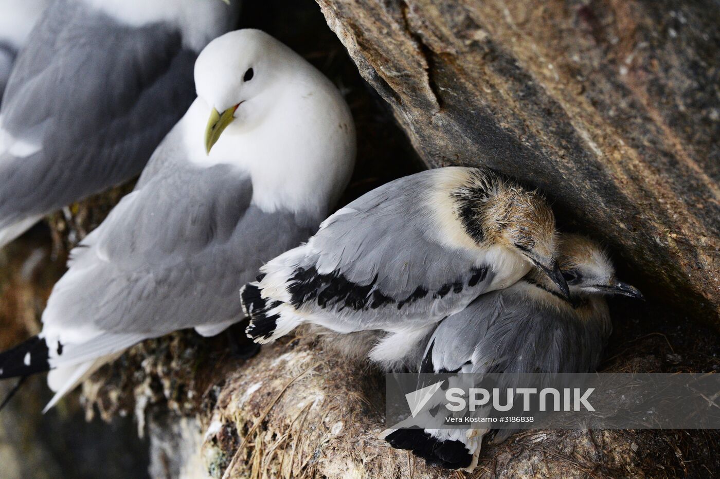 Nature of Chukotka