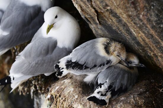 Nature of Chukotka