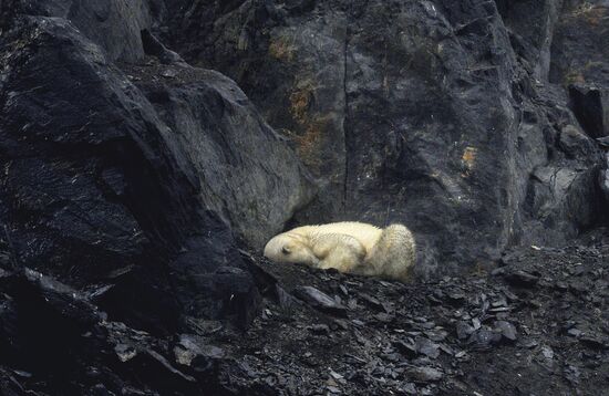 Nature of Chukotka