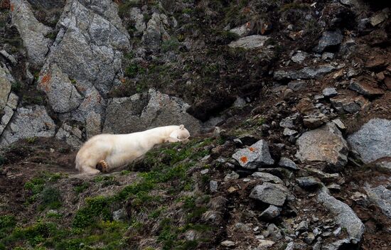 Nature of Chukotka