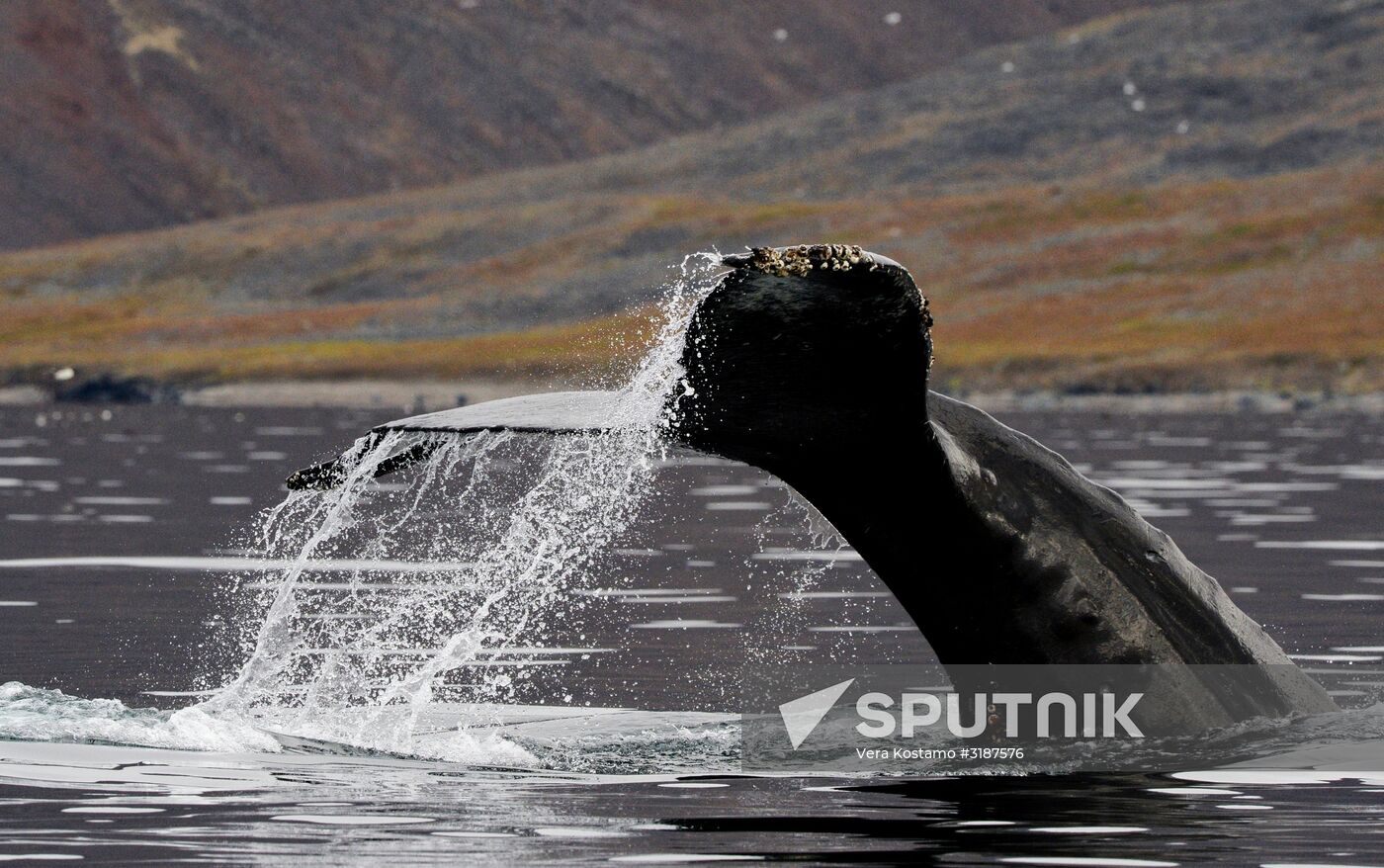 Nature of Chukotka