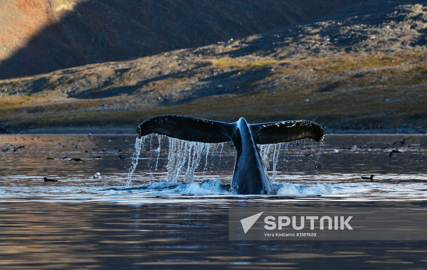 Nature of Chukotka