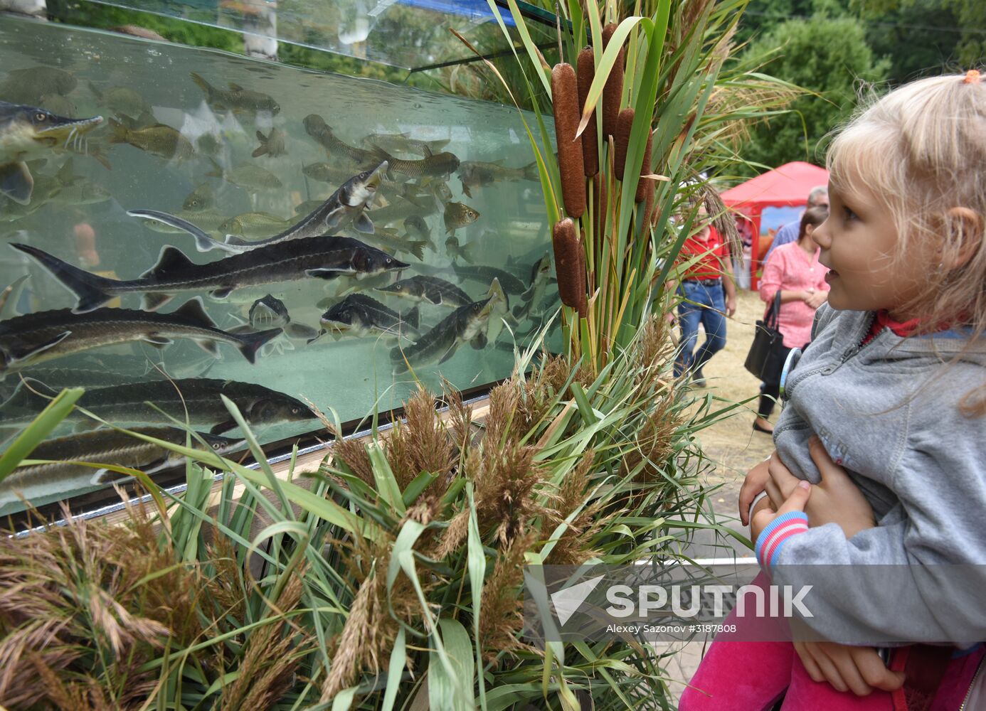Voronezh City Garden 2017 international exhibition