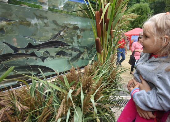 Voronezh City Garden 2017 international exhibition