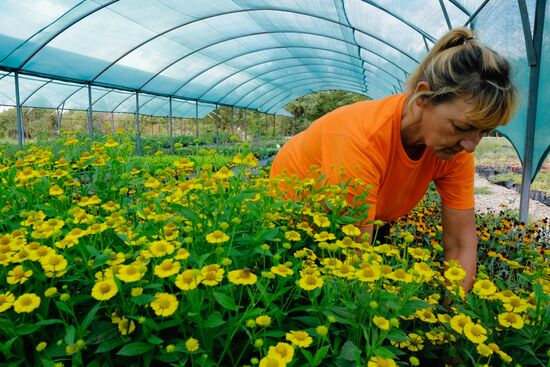 Plant nursery in Krasnodar Territory
