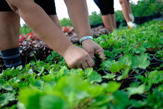 Plant nursery in Krasnodar Territory