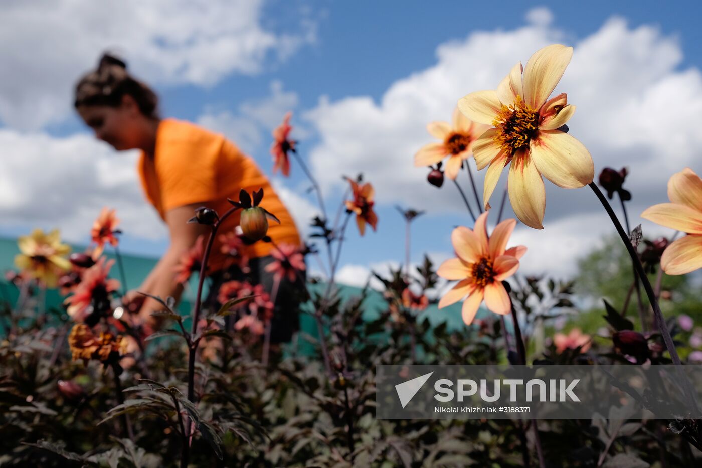 Plant nursery in Krasnodar Territory
