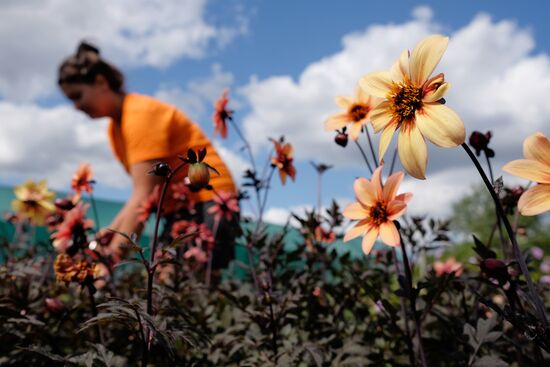Plant nursery in Krasnodar Territory