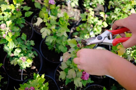 Plant nursery in Krasnodar Territory
