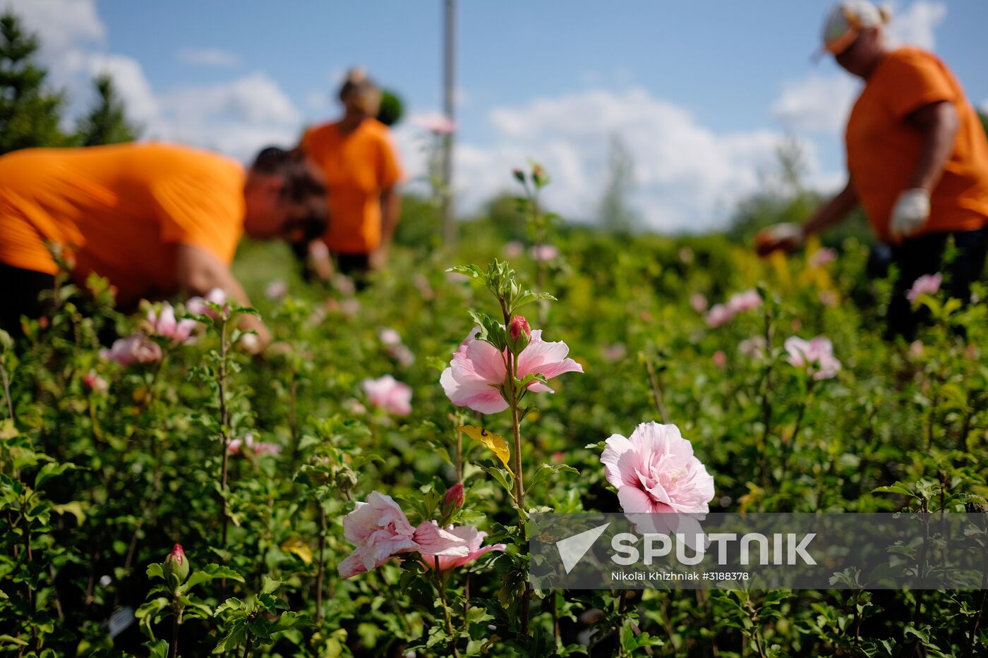 Plant nursery in Krasnodar Territory