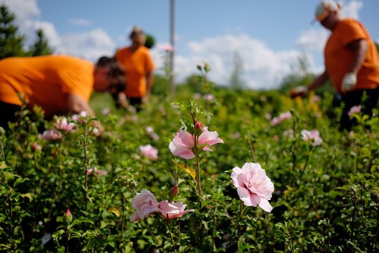 Plant nursery in Krasnodar Territory