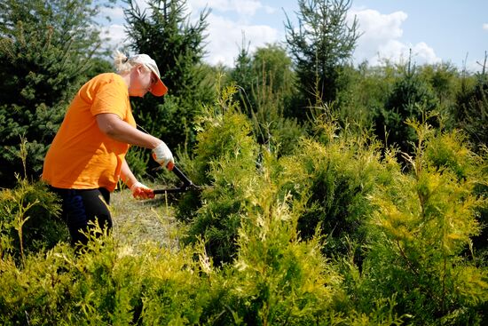 Plant nursery in Krasnodar Territory