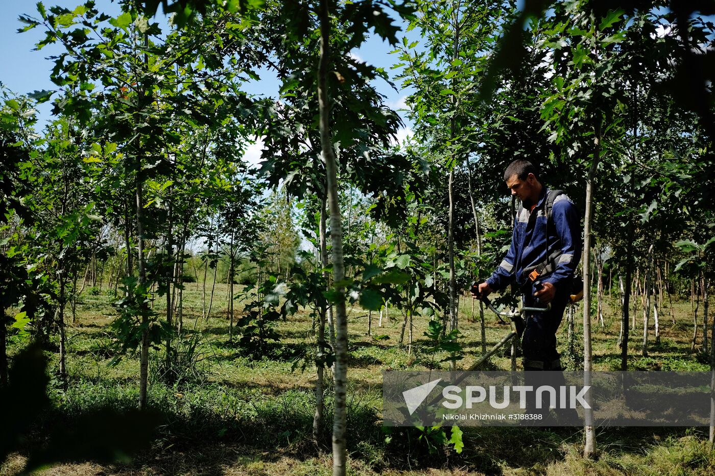 Plant nursery in Krasnodar Territory