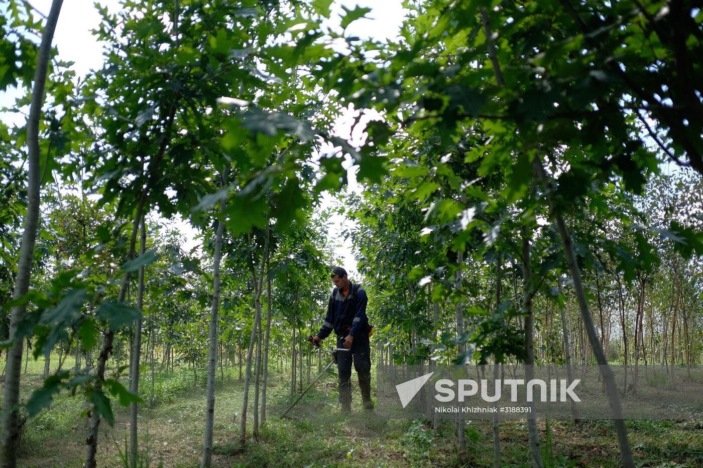 Plant nursery in Krasnodar Territory