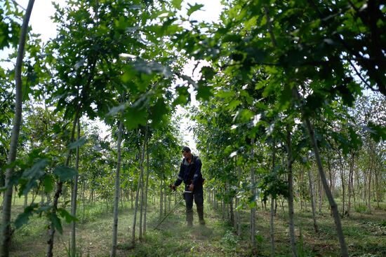 Plant nursery in Krasnodar Territory