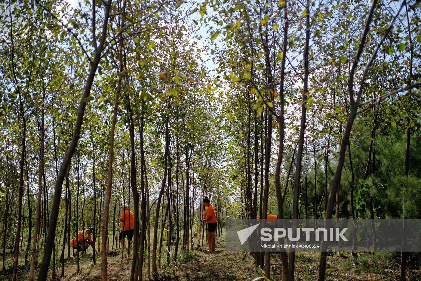 Plant nursery in Krasnodar Territory