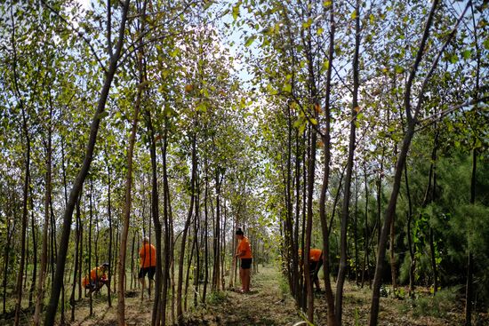 Plant nursery in Krasnodar Territory