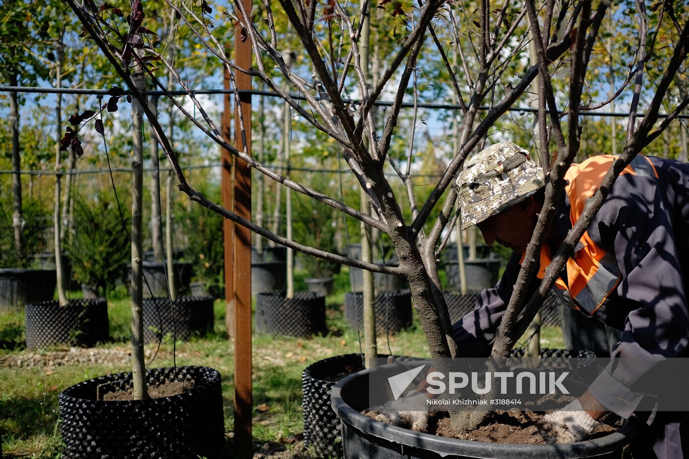 Plant nursery in Krasnodar Territory