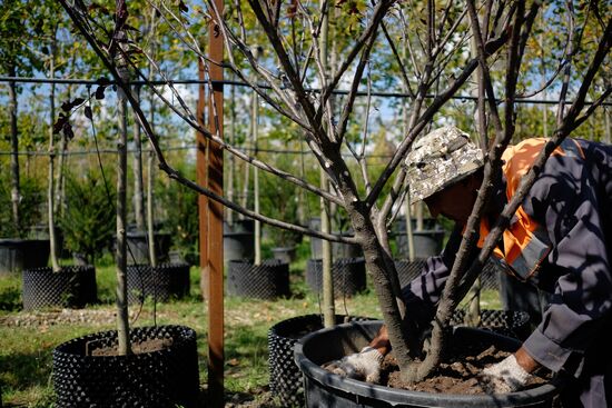 Plant nursery in Krasnodar Territory