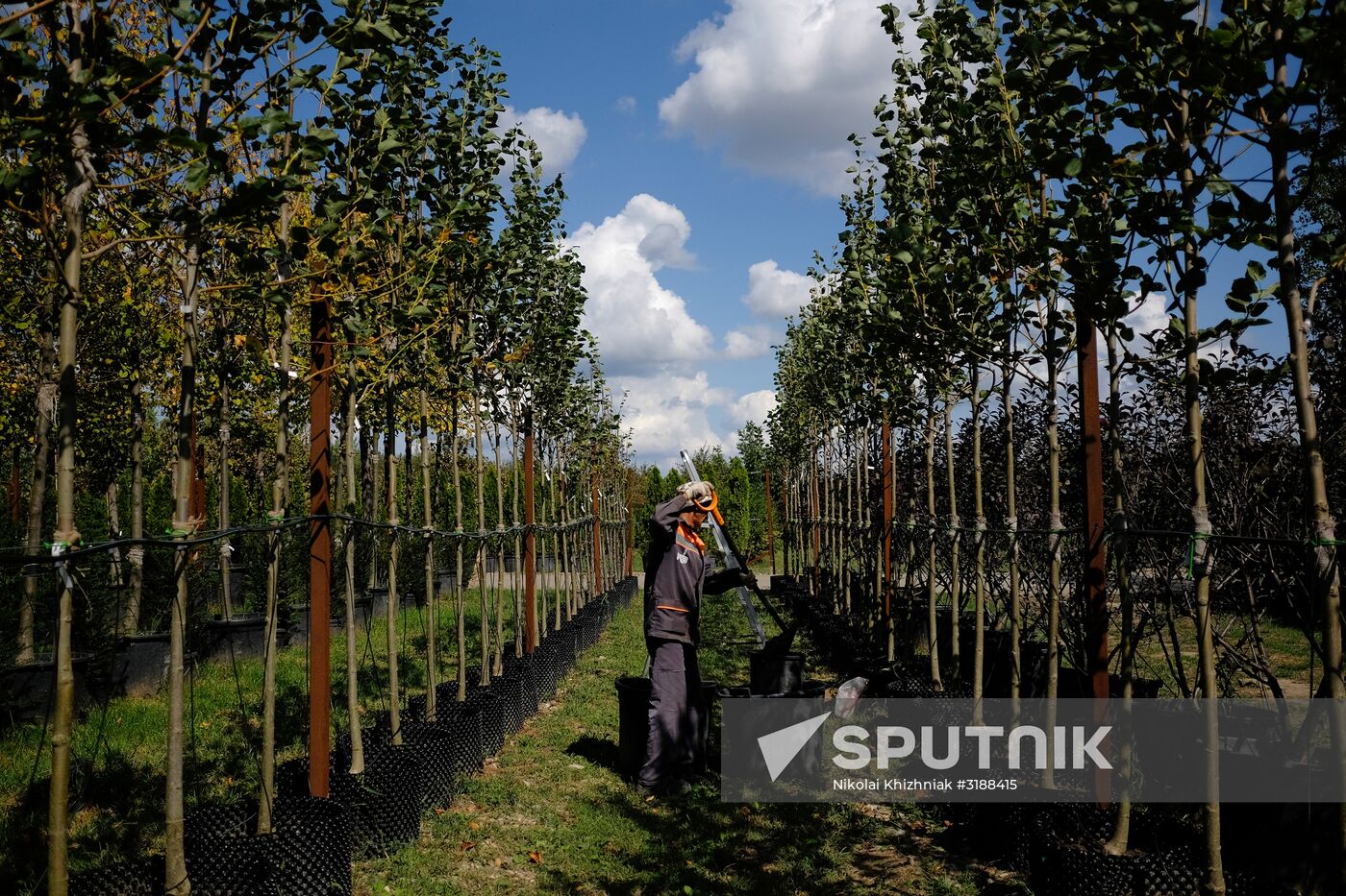 Plant nursery in Krasnodar Territory