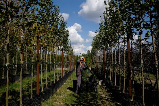 Plant nursery in Krasnodar Territory