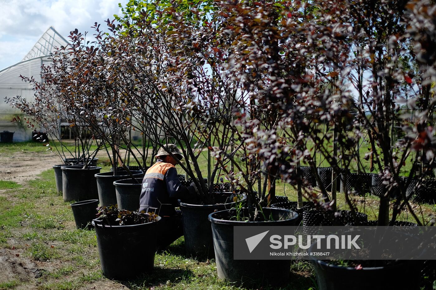 Plant nursery in Krasnodar Territory