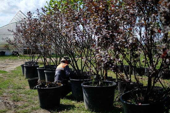 Plant nursery in Krasnodar Territory