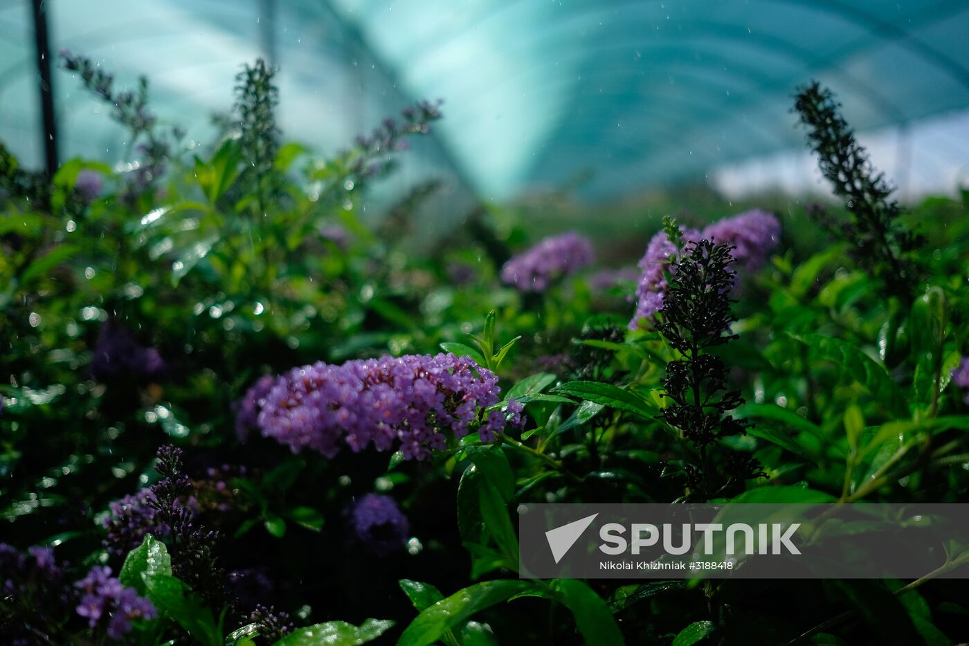 Plant nursery in Krasnodar Territory