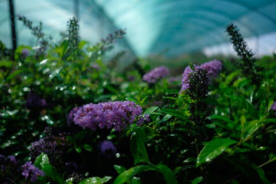 Plant nursery in Krasnodar Territory