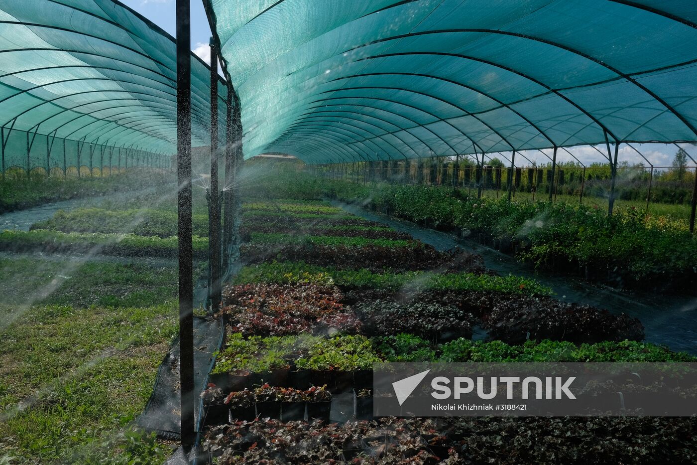 Plant nursery in Krasnodar Territory