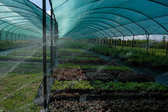 Plant nursery in Krasnodar Territory