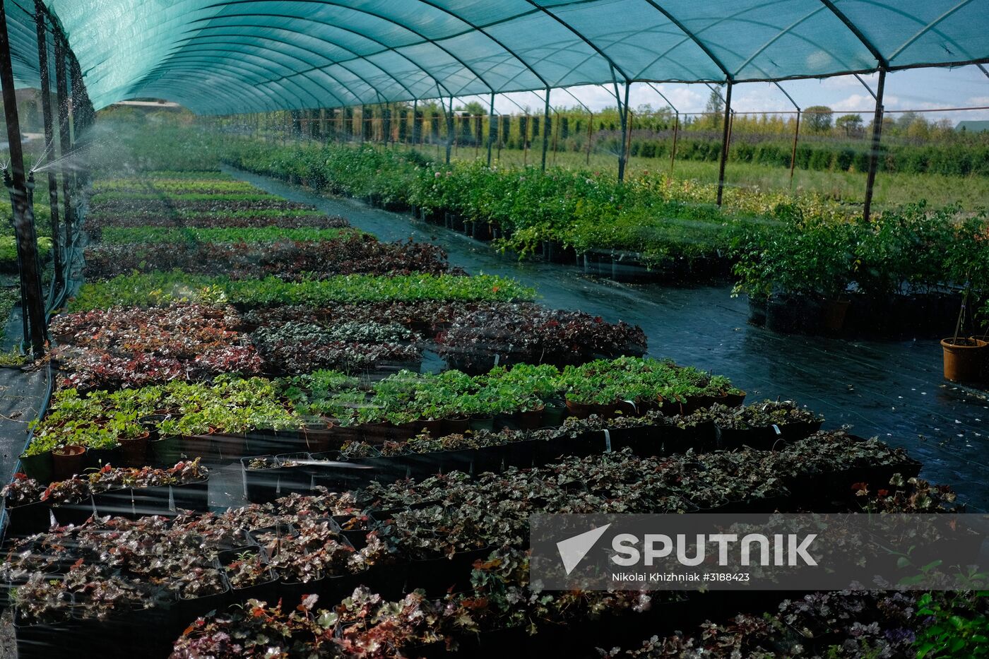 Plant nursery in Krasnodar Territory