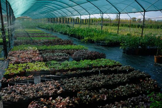 Plant nursery in Krasnodar Territory