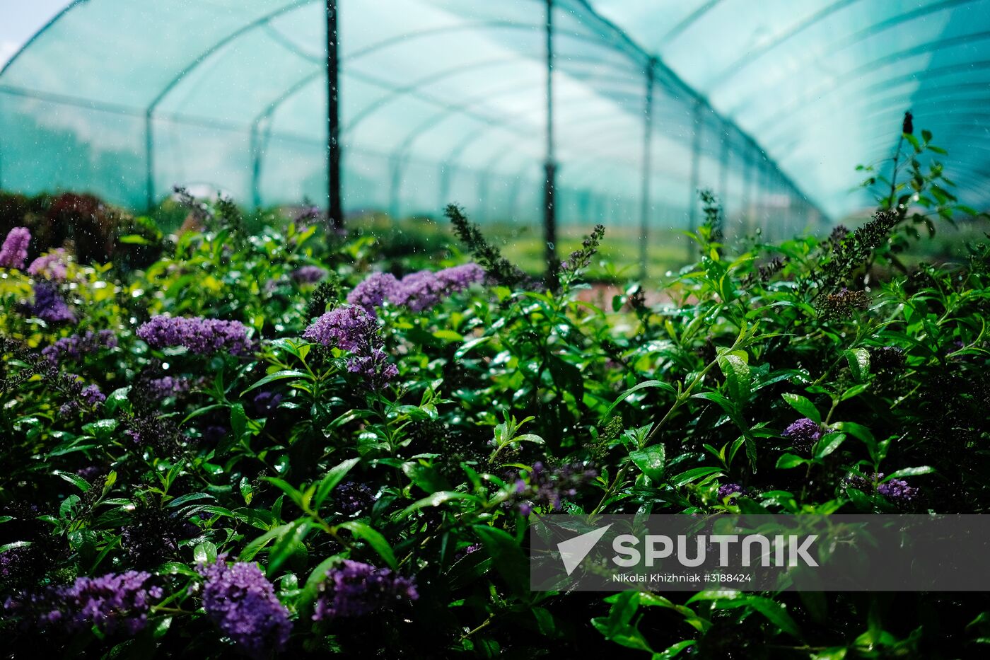 Plant nursery in Krasnodar Territory