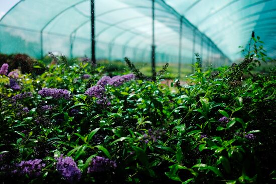 Plant nursery in Krasnodar Territory