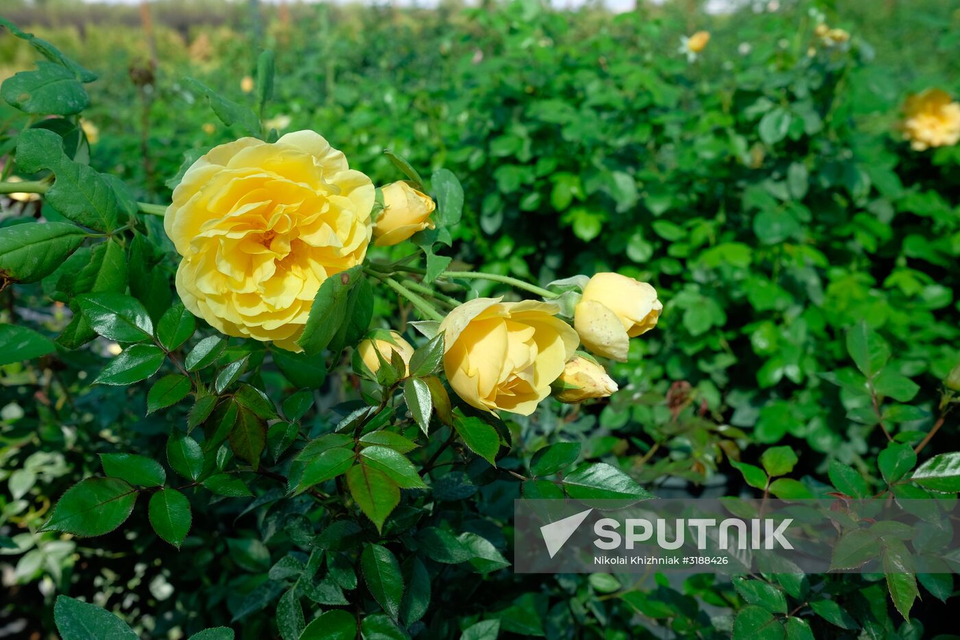 Plant nursery in Krasnodar Territory