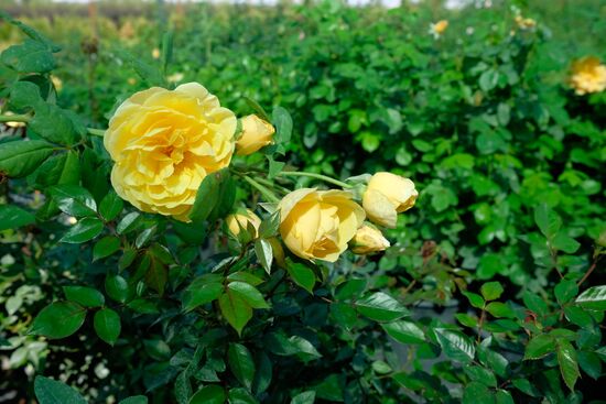 Plant nursery in Krasnodar Territory