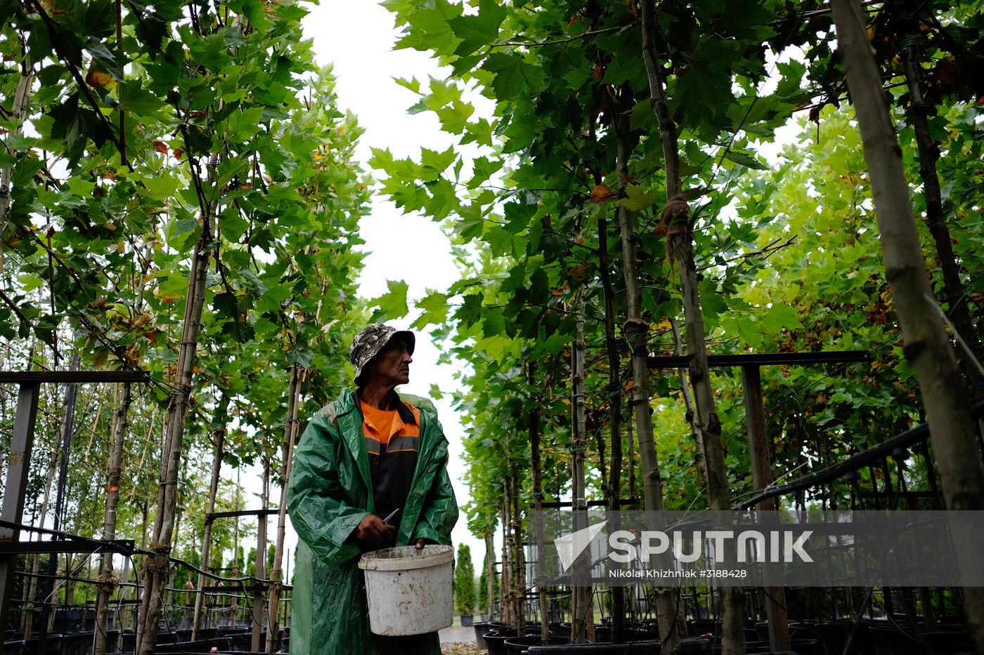 Plant nursery in Krasnodar Territory