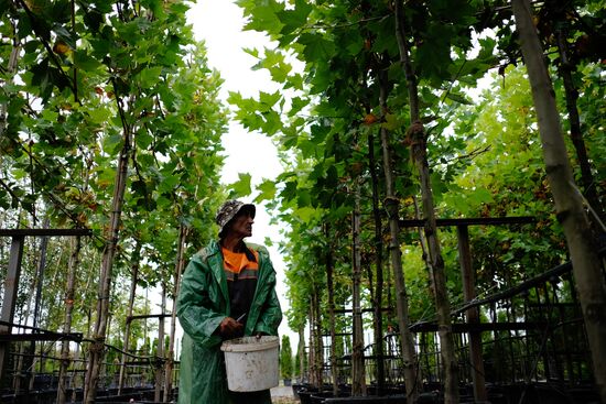 Plant nursery in Krasnodar Territory