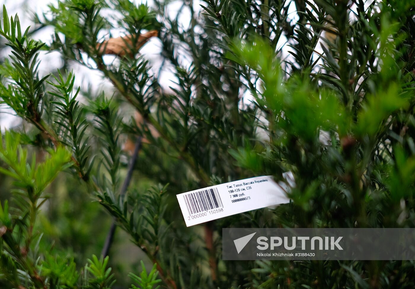 Plant nursery in Krasnodar Territory