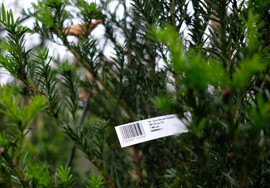 Plant nursery in Krasnodar Territory