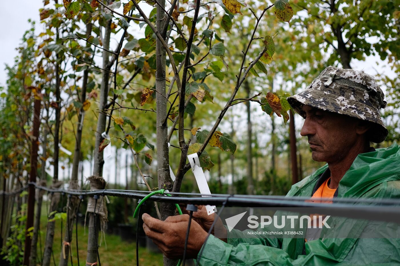 Plant nursery in Krasnodar Territory