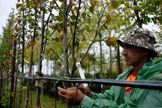 Plant nursery in Krasnodar Territory