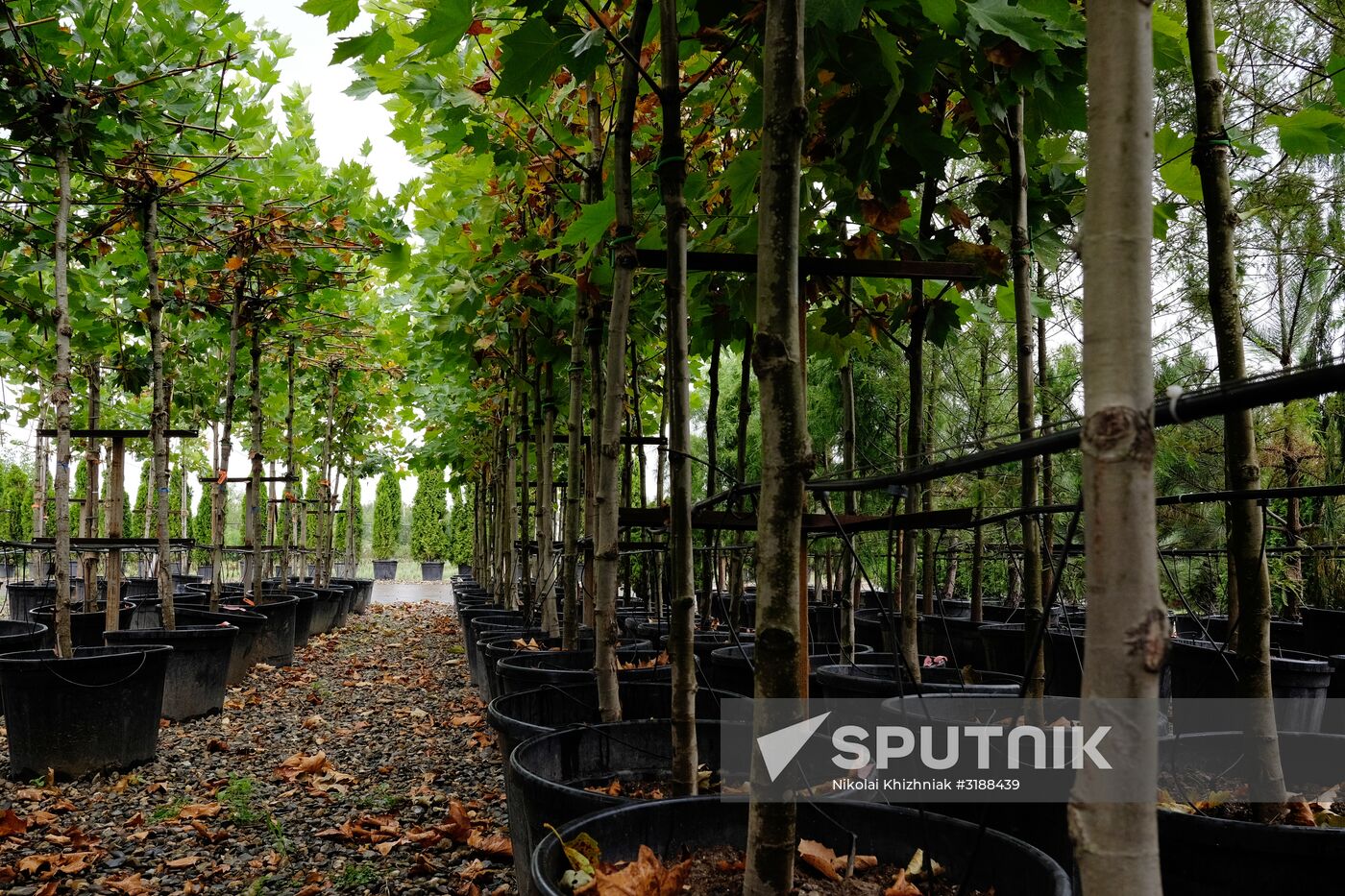 Plant nursery in Krasnodar Territory