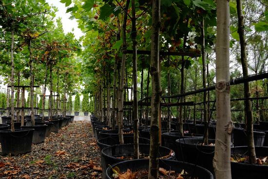 Plant nursery in Krasnodar Territory